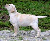 Labrador retriever Welpen - 2 Jungen - Labrador Retriever (122)