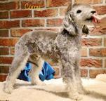 Bedlington-Terrier-Welpe - Bedlington Terrier (009)