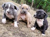 American bully - American Staffordshire Terrier (286)